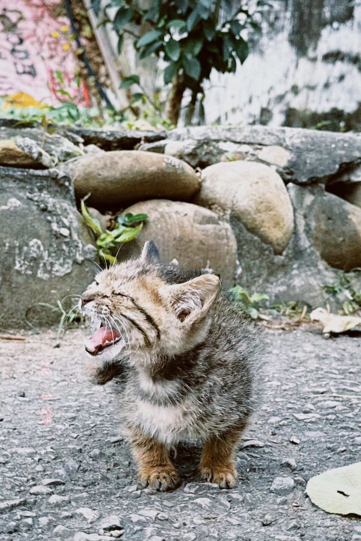 ▲苗栗小貓鑽進外套取暖6小時　工程師當場淪陷決定收編：緣分到了。（圖／網友@xinyi2327提供，請勿隨意翻拍，以免侵權。）