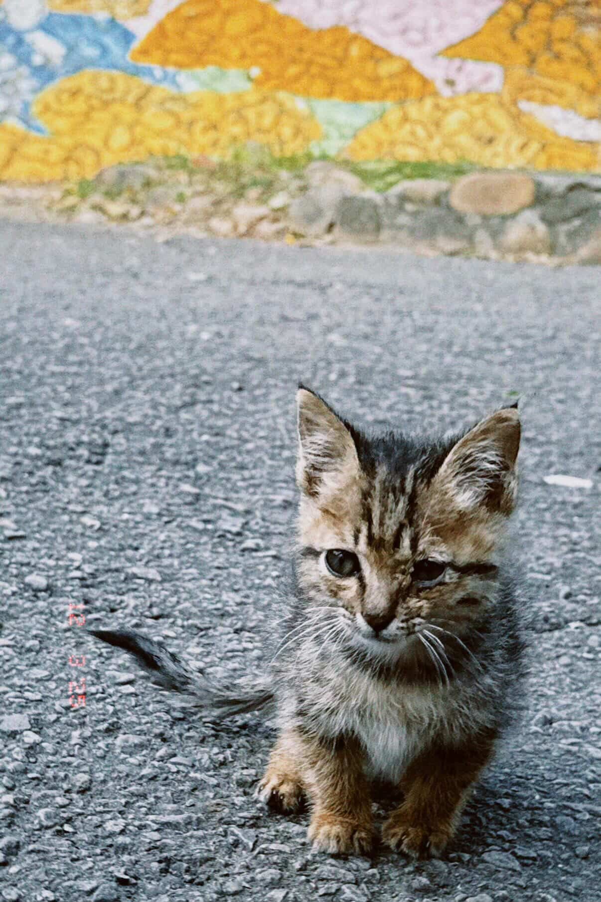 ▲苗栗小貓鑽進外套取暖6小時　工程師當場淪陷決定收編：緣分到了。（圖／網友@xinyi2327提供，請勿隨意翻拍，以免侵權。）