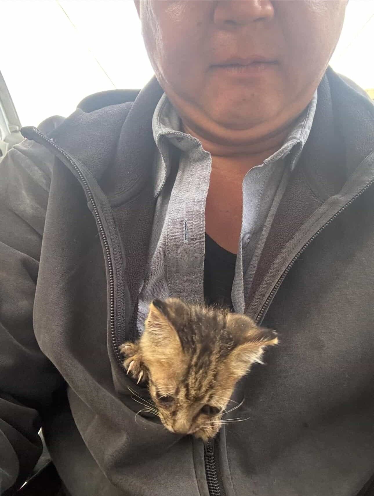 ▲苗栗小貓鑽進外套取暖6小時　工程師當場淪陷決定收編：緣分到了。（圖／網友@xinyi2327提供，請勿隨意翻拍，以免侵權。）