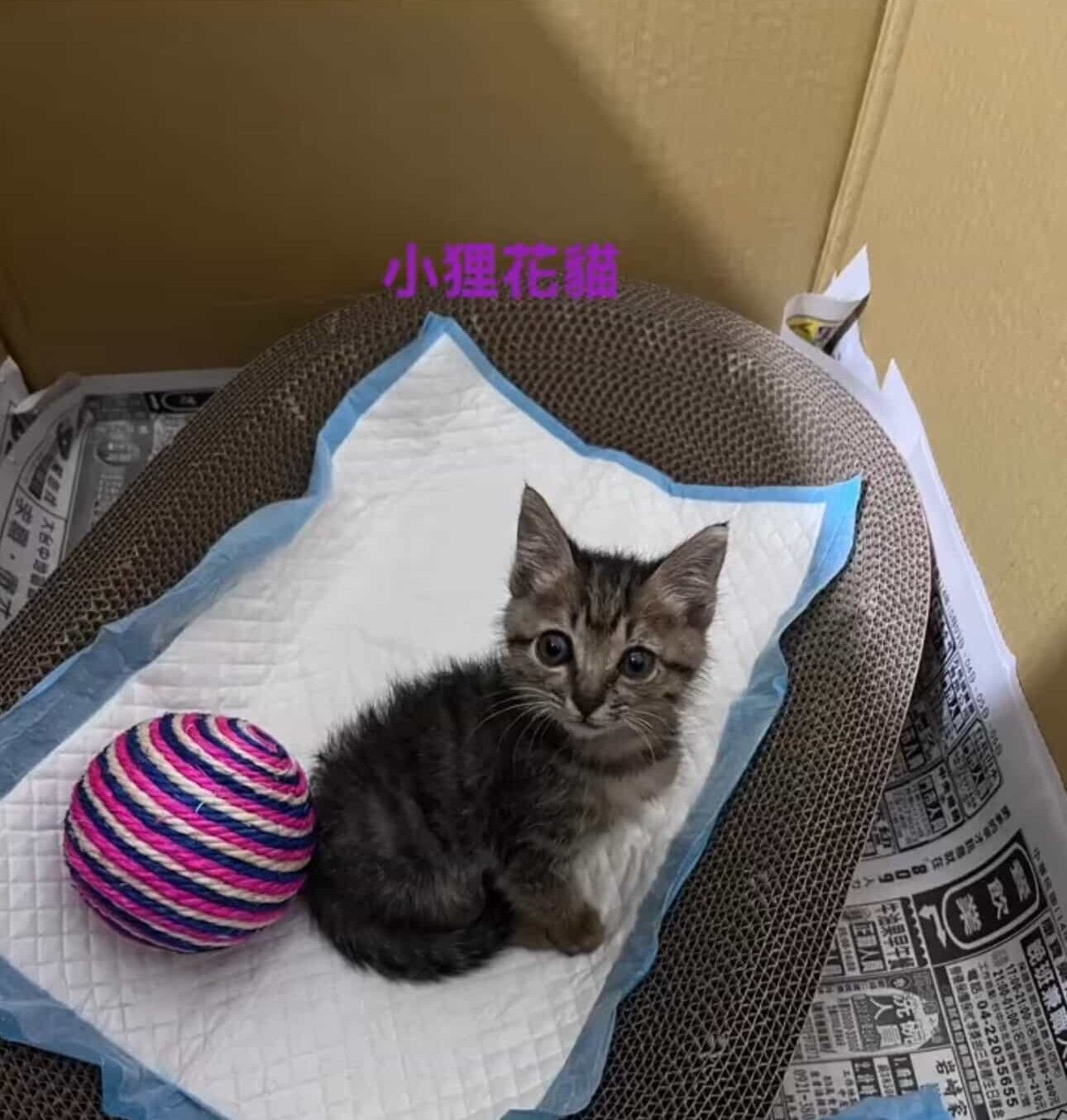 ▲苗栗小貓鑽進外套取暖6小時　工程師當場淪陷決定收編：緣分到了。（圖／網友@xinyi2327提供，請勿隨意翻拍，以免侵權。）