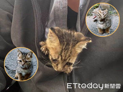 幼貓鑽外套取暖6小時　工程師當場淪陷決定收編：緣分到了
