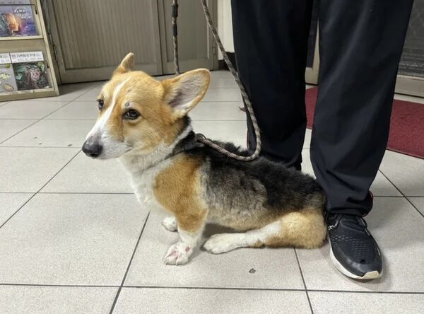 ▲台南市動保處表示，柯基犬目前仍在動物之家由獸醫妥善照護，健康狀況穩定，待收到高等行政法院判決書後，將通知飼主辦理返還程序並進行飼主責任宣導。（台南市動保處提供）