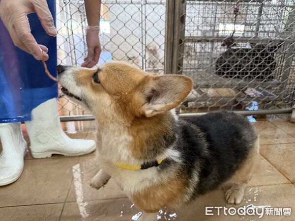 ▲台南市動保處表示，柯基犬目前仍在動物之家由獸醫妥善照護，健康狀況穩定，待收到高等行政法院判決書後，將通知飼主辦理返還程序並進行飼主責任宣導。（圖／記者林東良翻攝，下同）