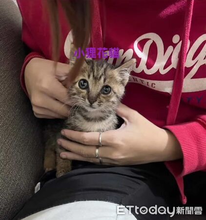 ▲苗栗小貓鑽進外套取暖6小時　工程師當場淪陷決定收編：緣分到了。（圖／網友@xinyi2327提供，請勿隨意翻拍，以免侵權。）