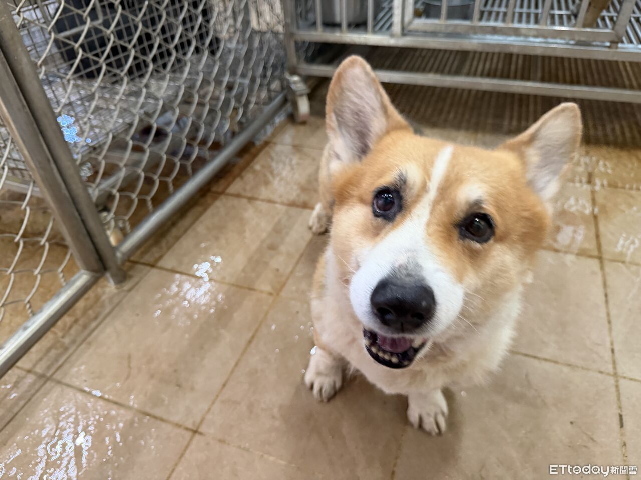 台南受虐柯基犬判還給飼主 動保處:會精進蒐證流程