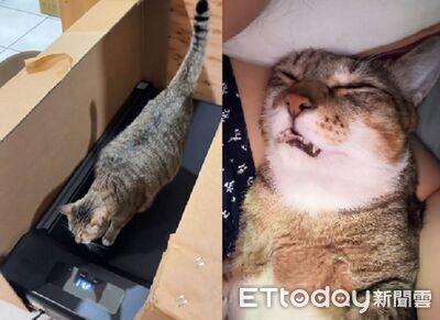 胖虎斑減肥「累到不成貓樣」　運動10分鐘睡到打呼叫不醒