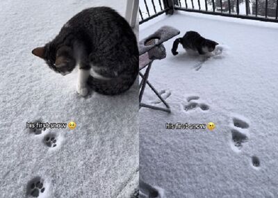 小奶貓看雪初體驗　印下「完美肉球」好奇猛挖超開心