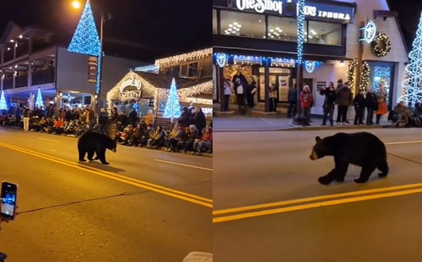 野生黑熊「亂入聖誕節遊行」　民眾狂拍專家卻示警：恐被安樂死。（圖／翻攝自X）