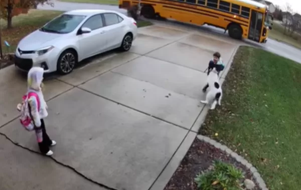 女童放學回家遭偏心汪無視　「直衝哥哥懷中」網爆笑：最愛不是你。（圖／翻攝自TikTok／conopo）