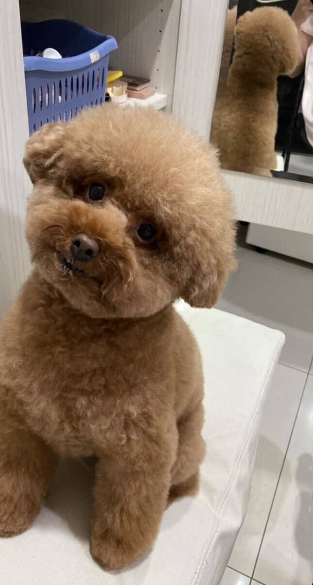 ▲紅貴賓「巧拼墊」上偷尿尿！　完美正方形作品爆紅突破百萬觀看。（圖／@kucnha提供，請勿隨意翻拍，以免侵權。）