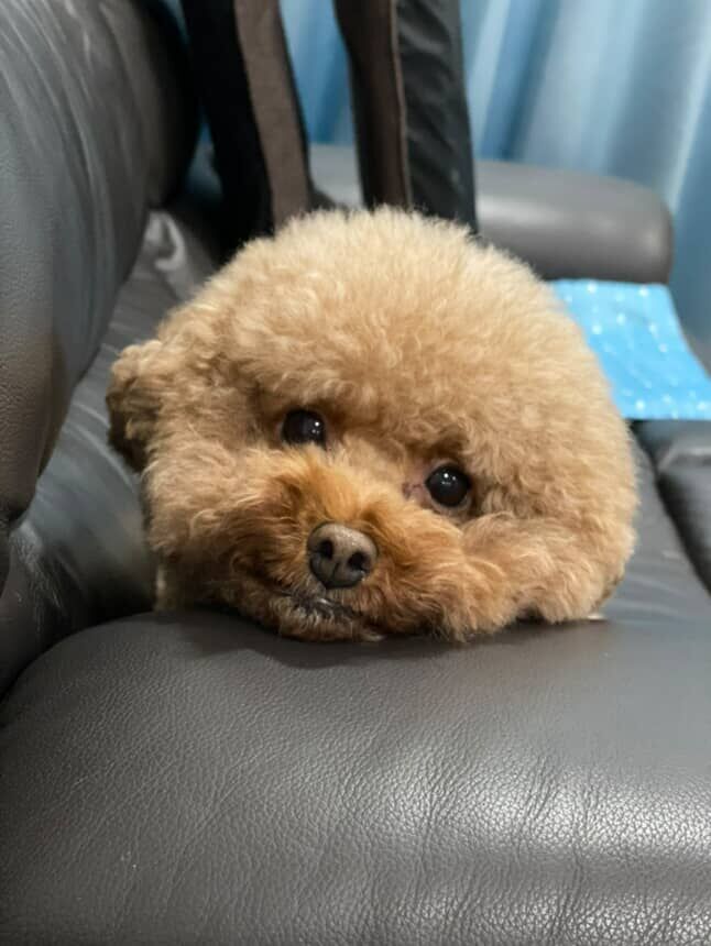 ▲紅貴賓「巧拼墊」上偷尿尿！　完美正方形作品爆紅突破百萬觀看。（圖／@kucnha提供，請勿隨意翻拍，以免侵權。）