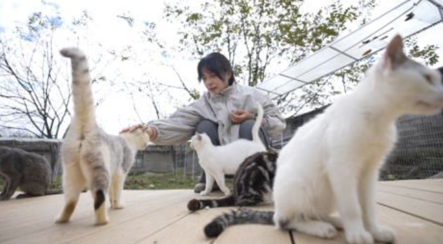 ▲雲南保山農村裡的女孩收養128隻流浪貓。（圖／翻攝極目新聞）