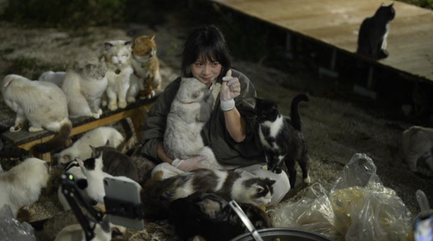 ▲雲南保山農村裡的女孩收養128隻流浪貓。（圖／翻攝極目新聞）