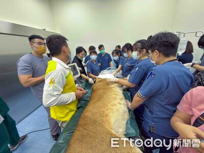 ▲屏科大獸醫教學醫院與高雄市壽山動物園合力治療母獅。（圖／屏科大提供）