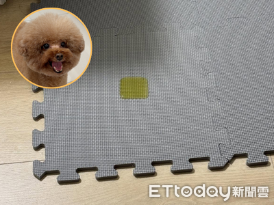 紅貴賓巧拼墊上偷尿尿　「完美正方形」爆紅突破百萬觀看