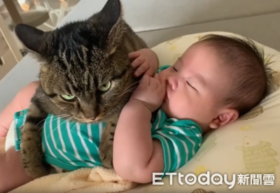 臭臉虎斑貓看起來不好惹　媽曝牠帶大寶寶：最暖褓姆