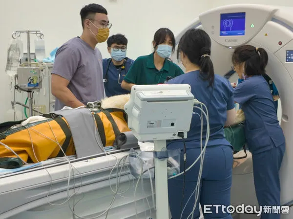 ▲屏科大獸醫教學醫院與高雄市壽山動物園合力治療母獅。（圖／屏科大提供）