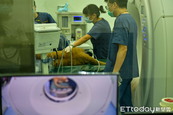 ▲屏科大獸醫教學醫院與高雄市壽山動物園合力治療母獅。（圖／屏科大提供）