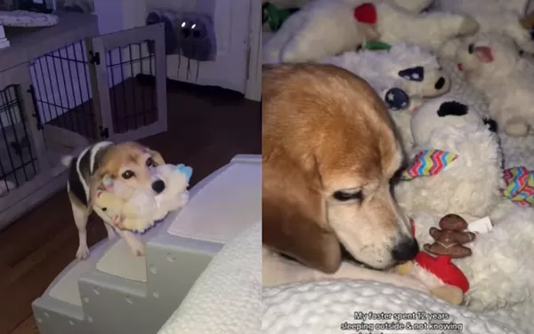 流浪12年終於有家　狗狗每晚睡前「狂搬娃娃」太萌網：拜託寵壞牠。（圖／翻攝自TikTok／danielleavitti）