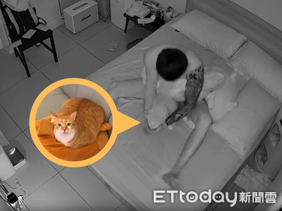 貓奴清晨聽嘔吐聲彈起　雙手秒接「沒漏一滴」：比鬧鐘還有效