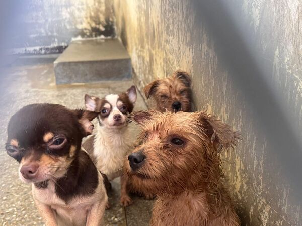 ▲▼人人犬舍罰480萬　米可白喊話縣長：一命只值1萬5？（圖／翻攝自Facebook／米可白）