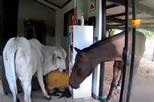 ▲▼狗開門助牛馬闖澳洲議員家 客廳亂成遊樂場。(圖/翻攝自臉書)