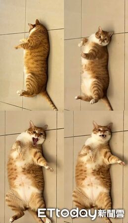 奴才秒接嘔吐物。（圖／飼主阿彥提供）