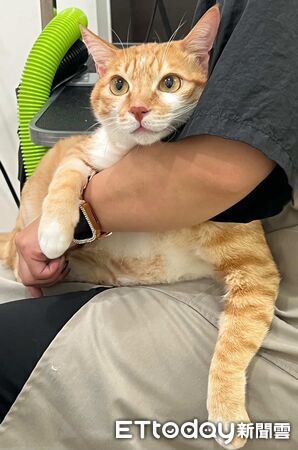 奴才秒接嘔吐物。（圖／飼主阿彥提供）