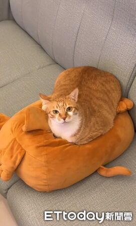 奴才秒接嘔吐物。（圖／飼主阿彥提供）