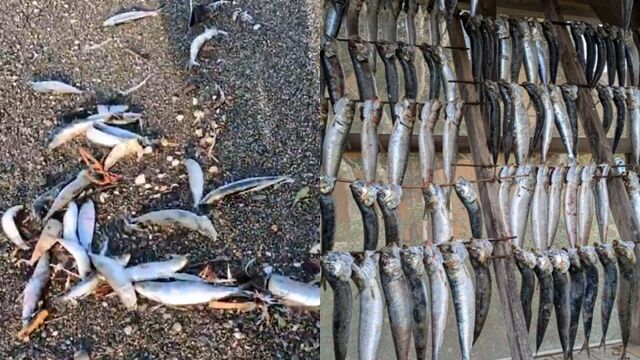預兆?青森強震前「2000尾沙丁魚擱淺北海道」 魚屍散落畫面曝光