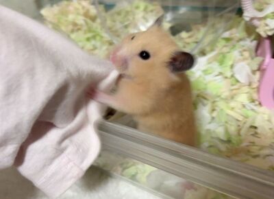 倉鼠咬袖子「邀主人來作客」　動作熱情媽無奈：進不去啦