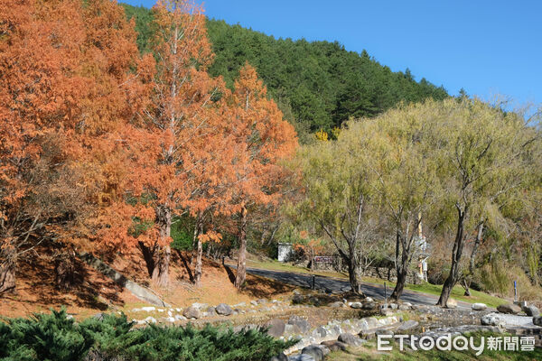 ▲武陵富野渡假村,武陵雪霸國家公園,武陵茶果宴,落羽松,銀杏。（圖／記者彭懷玉攝）