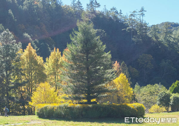 ▲武陵富野渡假村,武陵雪霸國家公園,武陵茶果宴,落羽松,銀杏。（圖／記者彭懷玉攝）