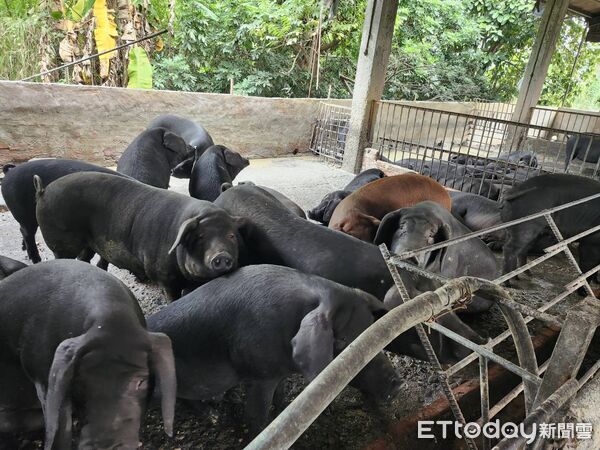 ▲屏東縣再查獲養豬場餵飼廚餘。（圖／屏東縣政府提供）