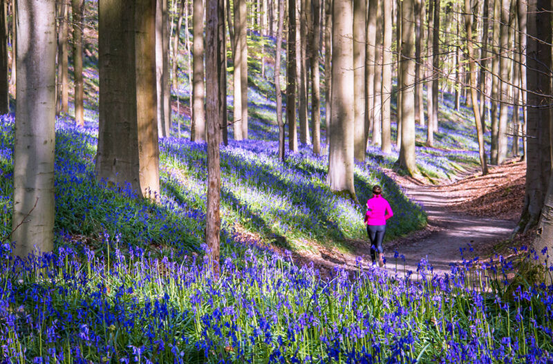 從庫肯霍夫到哈勒布森林 歐洲最美荷比花季攻略（圖／鳳凰旅遊）