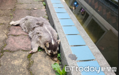 狂犬病再爆！屏東第6例鼬獾中鏢　春日、枋寮貓犬可打免費疫苗