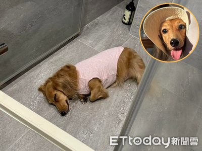 臘腸狗內建「媽媽導航」堅持早起陪刷牙　踏進廁所一秒倒地睡著
