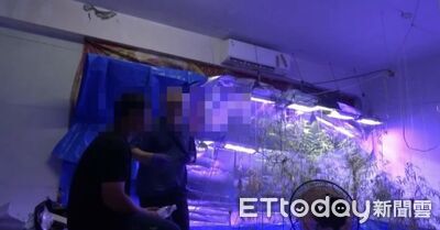 餐廳老闆欠債500萬...債主竟叫他種大麻 警扣1400萬活株全慘了