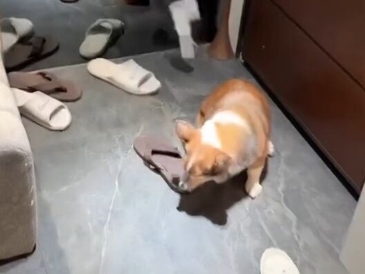 ▲▼網路瘋傳疑似虐狗影片，引爆網友怒火。議員與民代已介入，動保處著手查證與救援。（圖／翻攝自Threads）