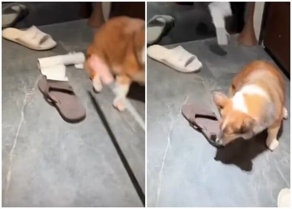 ▲▼網路瘋傳疑似虐狗影片，引爆網友怒火。議員與民代已介入，動保處著手查證與救援。（圖／翻攝自Threads）