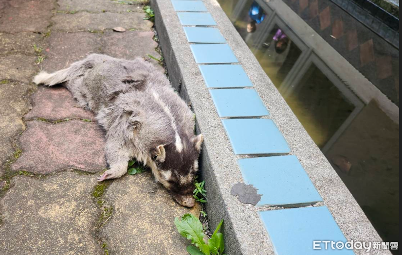 狂犬病再爆!屏東第6例鼬獾中鏢 春日、枋寮貓犬可打免費疫苗