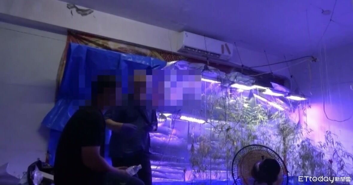 餐廳老闆欠債500萬...債主竟叫他種大麻 警扣1400萬活株全慘了