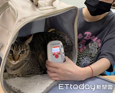 115年家貓「未登記晶片」最高可罰1萬5千元　緩衝期只到今年底