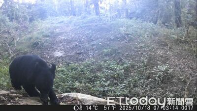 黑熊生態服務給付推動　特富野古道五度拍到臺灣黑熊