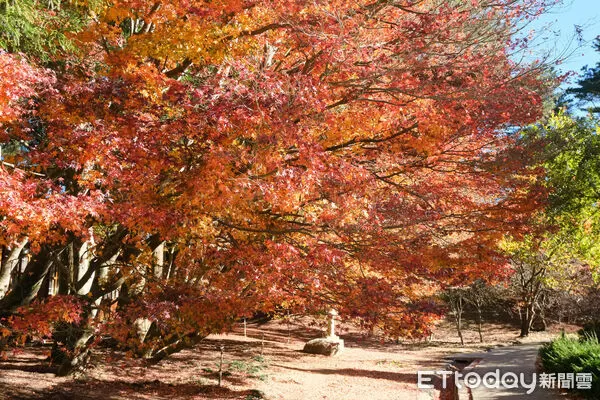 ▲福壽山農場松廬,楓紅,福壽山農場國民賓館,福壽山農場楓林雅築。（圖／記者彭懷玉攝）