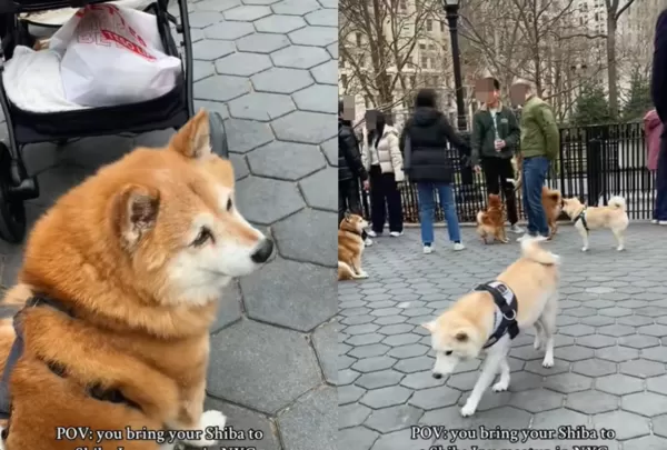 參加柴犬聚會「現場氣氛超I」　全場0互動主人傻：根本狗界貓咪。（圖／翻攝自TikTok／timezones.tinis）