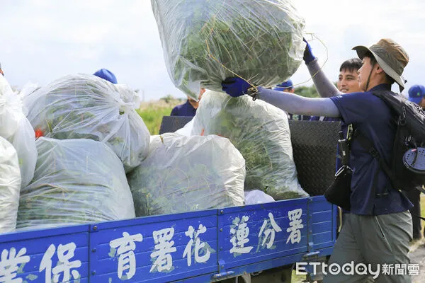 ▲百名民眾參與小花蔓澤蘭防治活動，共清除131公斤小花蔓澤蘭。（圖／農業部林業及自然保育署花蓮分署提供，下同）