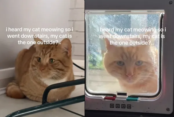 女聽喵叫聲驚見「冒牌橘貓」霸占住家傻眼　本尊被鎖門外氣炸。（圖／翻攝自TikTok／lowkei.ra）