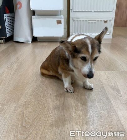 ▲▼茶聚加盟主虐狗，遭虐的柯基已獲北市動保處緊急安置。（圖／北市動保處提供）