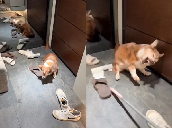 手搖飲老闆虐打柯基 道歉聲明讓網更怒:睜眼說瞎話的最佳示範